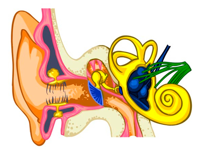 Estructura oïda interna